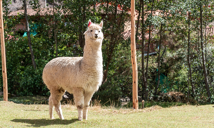 white llama