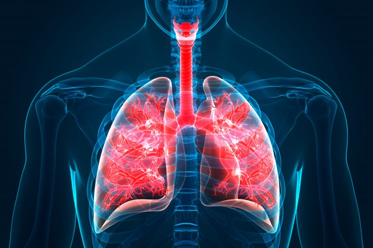 artist impression of the anatomy of the lungs with bronchi and bronchioles highlighted in red