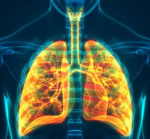 Image showing 3D illustration of human lungs