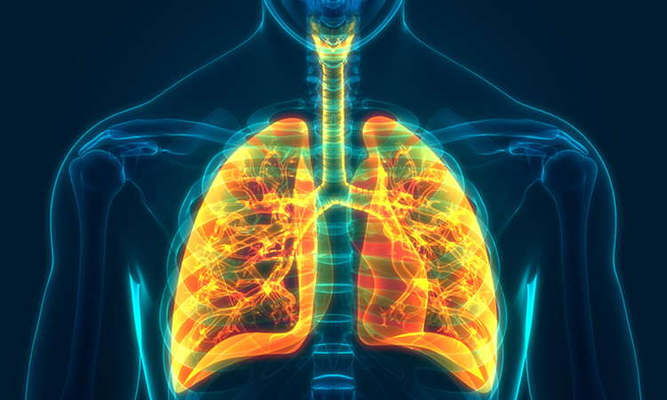 Image showing 3D illustration of human lungs