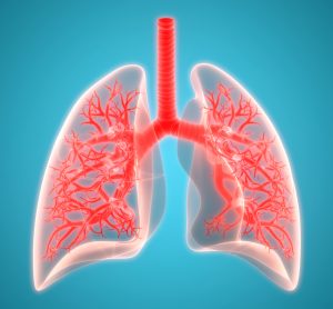 Lungs in red on a bright blue background