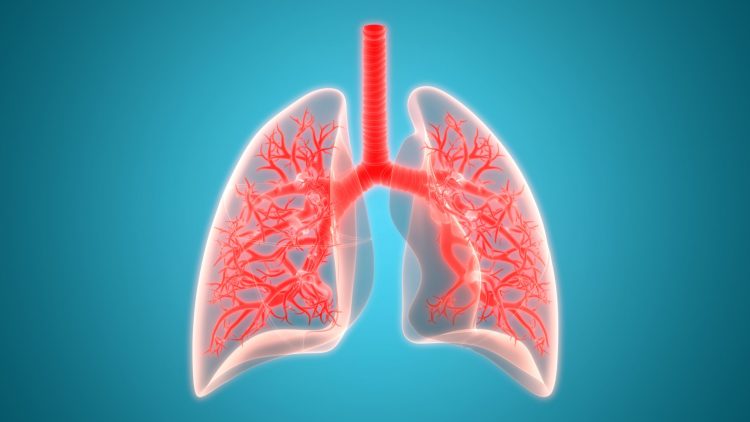 Lungs in red on a bright blue background