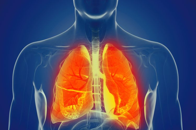 3D rendering of a human torso with anatomically correct lungs highlighted in orange