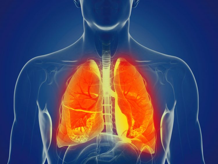 3D rendering of a human torso with anatomically correct lungs highlighted in orange