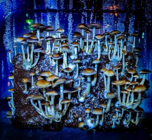 Colombian Rust magic mushrooms
