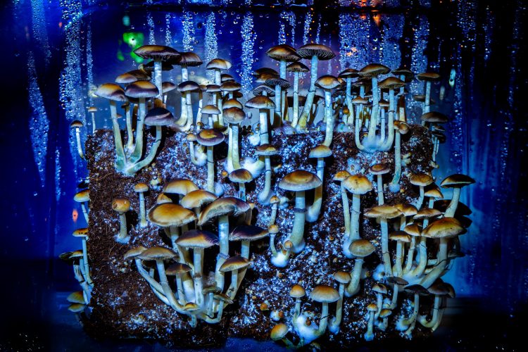 Colombian Rust magic mushrooms
