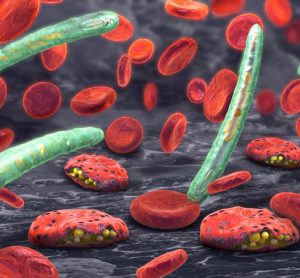 malaria