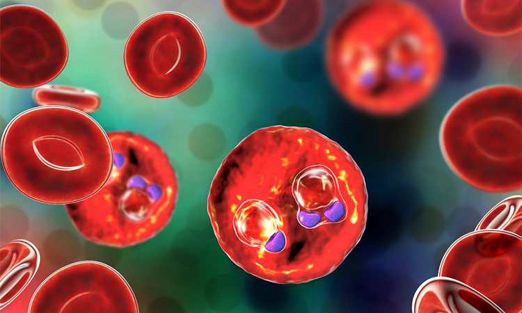 The malaria-infected red blood cells. 3D illustration showing ring-form trophozoites of malaria parasite Plasmodium falciparum inside red blood cells, the causative agent of tropical malaria