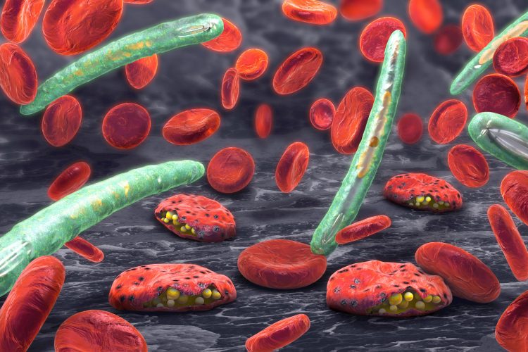 red blood cells with malaria parasite bursting out of them