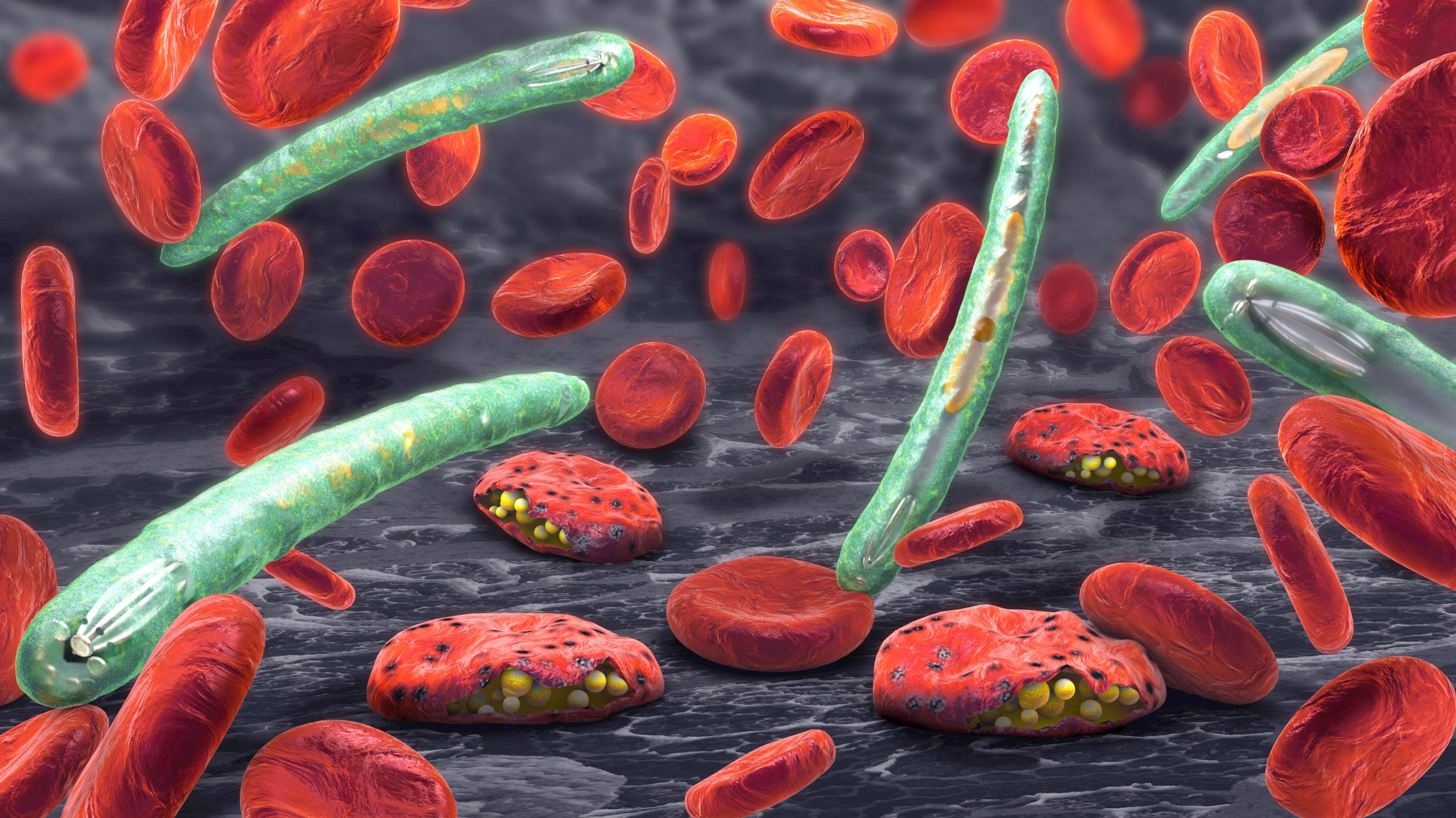 red blood cells with malaria parasite bursting out of them