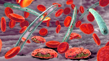 red blood cells infected with P falciparum parasites