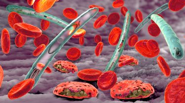 red blood cells infected with P falciparum parasites