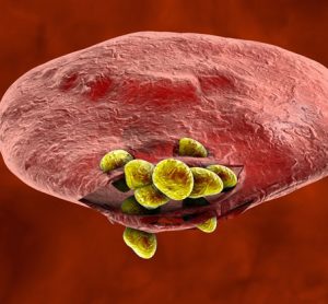 malaria-parasite-red-blood-cell