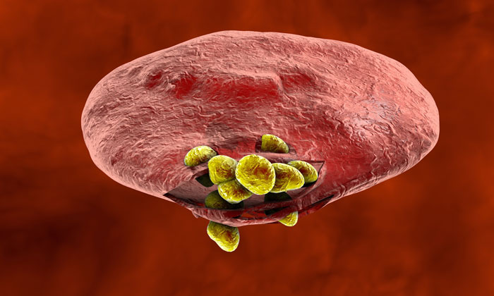 malaria-parasite-red-blood-cell