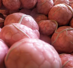 mammary-cells-macrophages