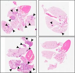 Illustration of C26 treatment in mice lungs