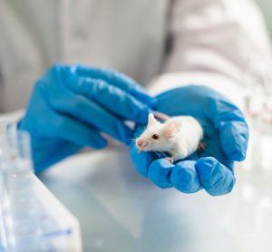 mice