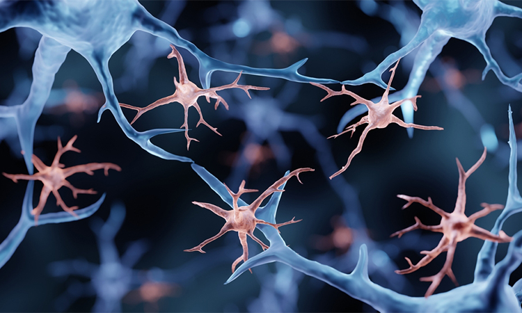 Microglia are immune cells in the brain, 3d illustration