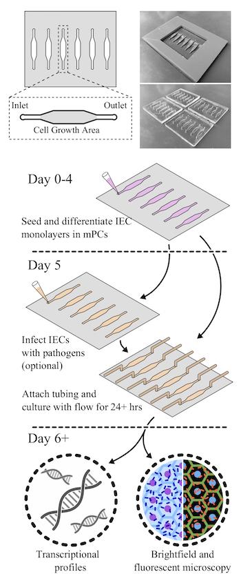 Figure 1: Researchers at Rice University and Baylor College of Medicine developed millifluidic perfusion cassettes (mPCs) that mimic conditions in the intestines to evaluate infections like those that cause diarrhea. The devices formed from 3D-printed molds (top right) were seeded with intestinal enteroid cultures (IECs) and infected with pathogens for 24 hours or more to see how infections take hold [Credit: Rice University/Baylor College of Medicine].