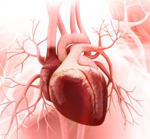 heart