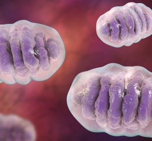 Image showing mitochondria