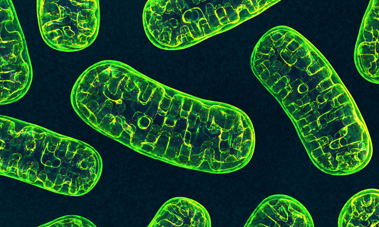 green mitochondria on a dark blue background