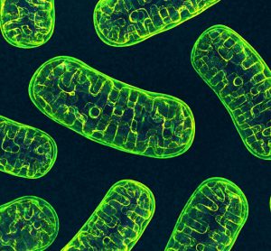 DNA gets away: Scientists catch the rogue molecule that can trigger autoimmunity