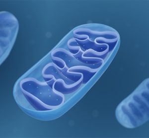 Mitochondria, Cross section view of a mitochondrion 3d illustration