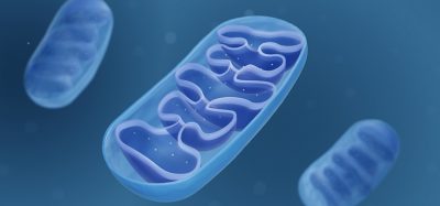 Mitochondria, Cross section view of a mitochondrion 3d illustration