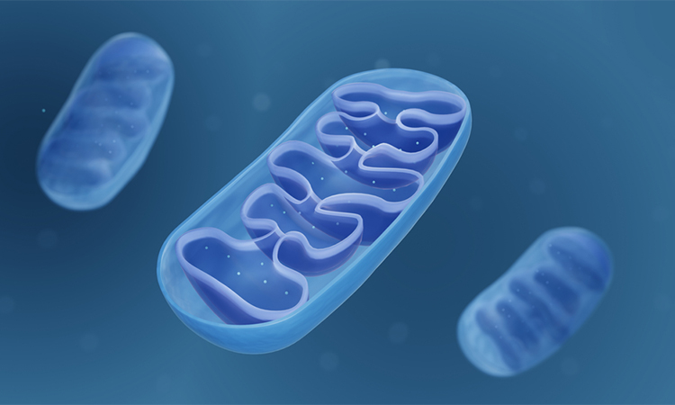 Mitochondria, Cross section view of a mitochondrion 3d illustration