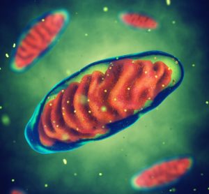 Mitochondrial dna