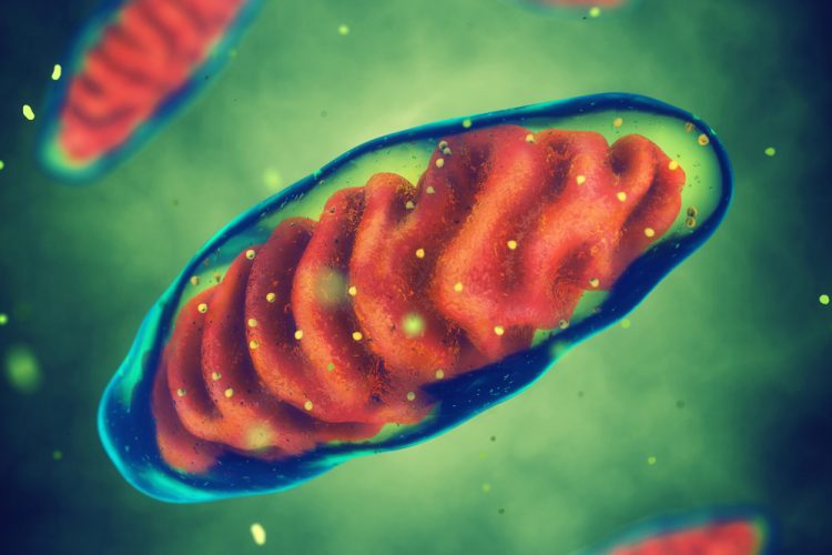 Mitochondrial dna