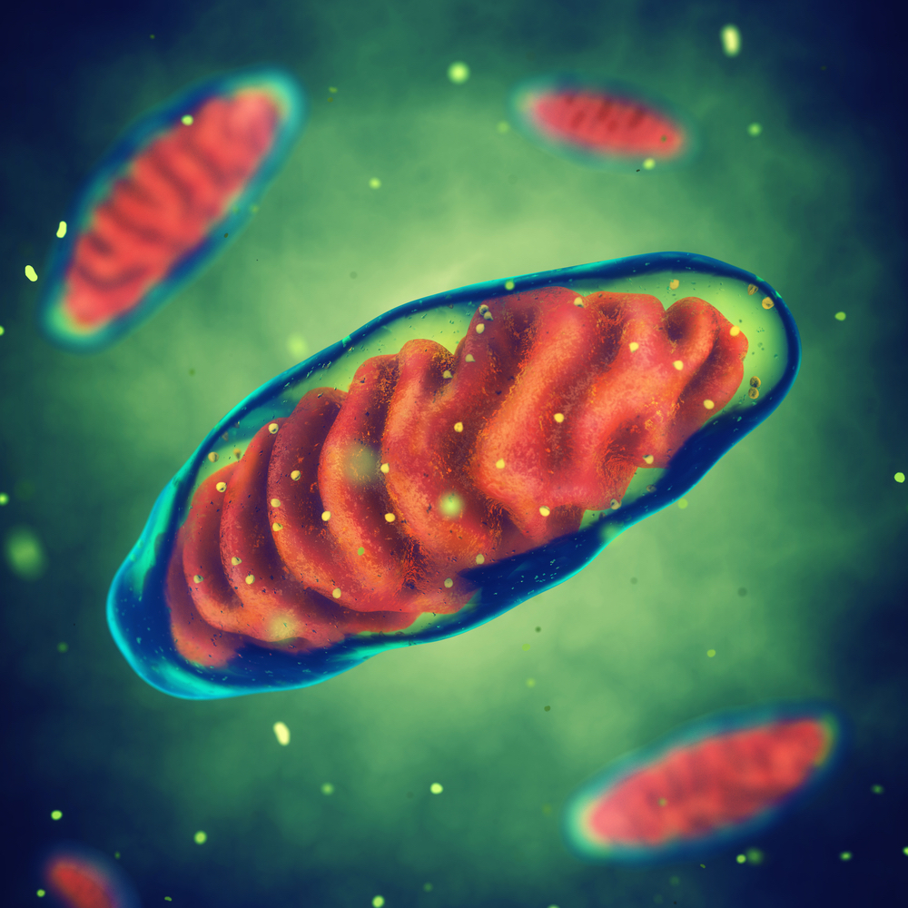 Mitochondrial dna