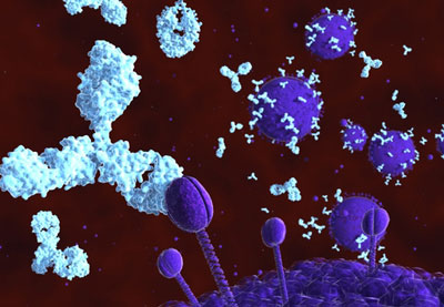aggregates monoclonal antibodies