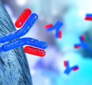 antibody, immunoglobulins, 3d rendering