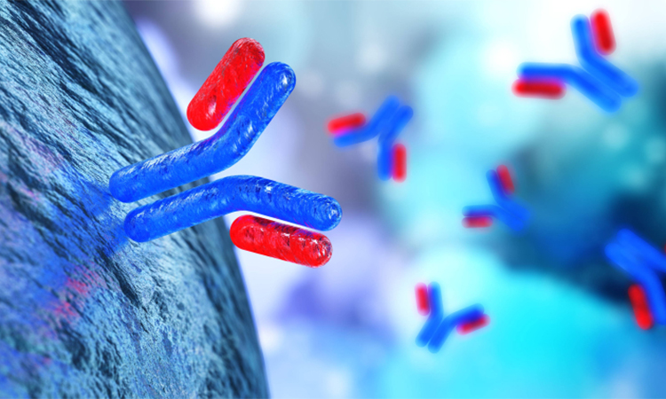 antibody, immunoglobulins, 3d rendering