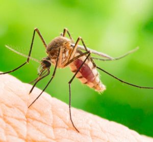 malaria