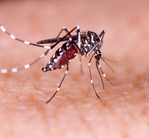 aedes aegypti mosquito on human skin