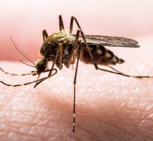 mosquito