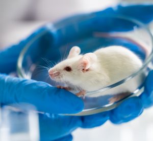 white lab mouse sat in a petri dish held in a researcher's gloved hands