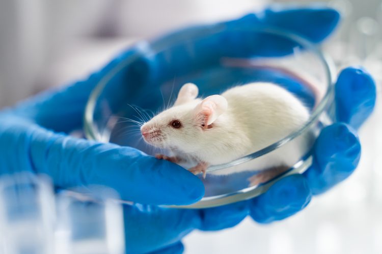 white lab mouse sat in a petri dish held in a researcher's gloved hands