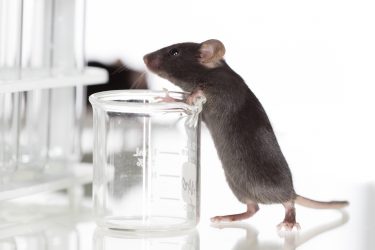 black laboratory mouse leaning on glass beaker