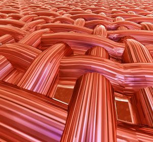 muscle regeneration