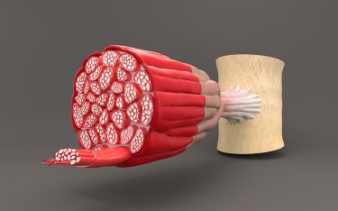 internal structure of muscles, individual fibres bunched into a single group
