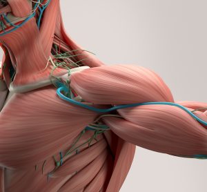 musculature of the shoulder and neck