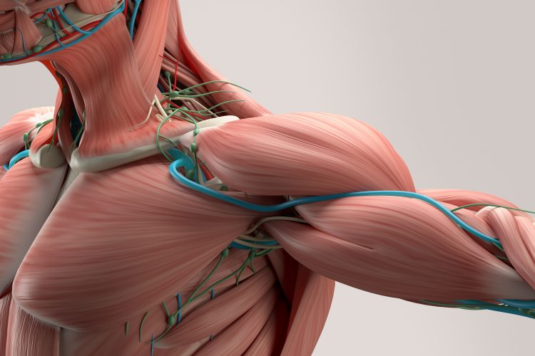 musculature of the shoulder and neck