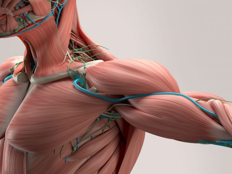 musculature of the shoulder and neck