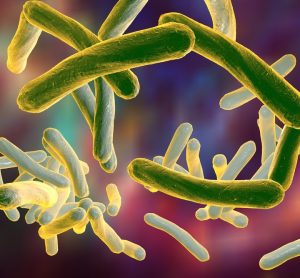 tuberculosis bacteria - long thin gerkin-like structures