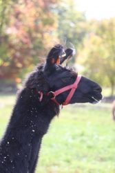 Photo of a black llama wearing a red headcollar - Wally the Llama [Credit: Sonya Paske, Capralogics Ltd.].