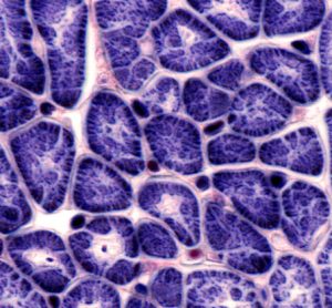 nanofibres-scaffold-growing-heart-cells
